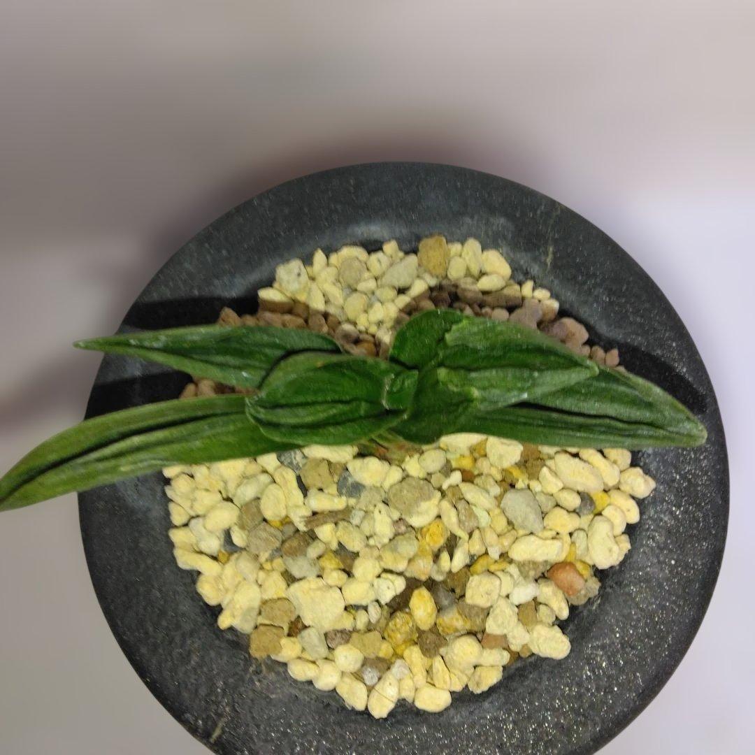 万年青　力和（青)