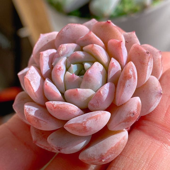 アメイジンググレイス