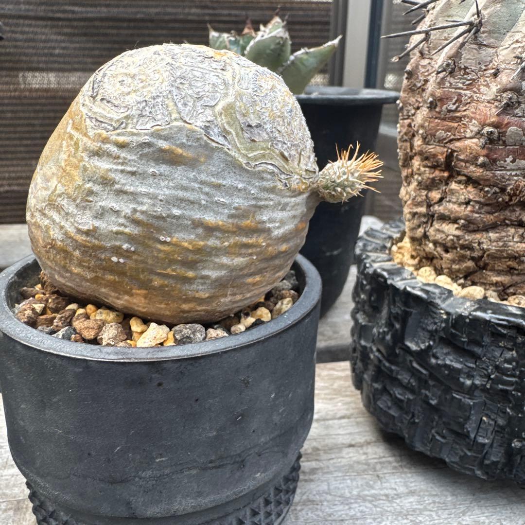 グラキリス　spicy gem コピアポア オペルクリカリア まんじゅう型