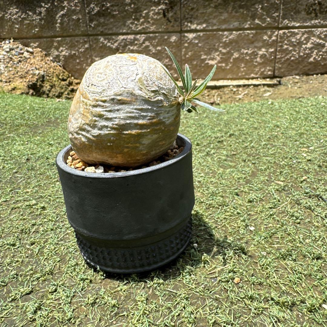 グラキリス　spicy gem コピアポア オペルクリカリア まんじゅう型