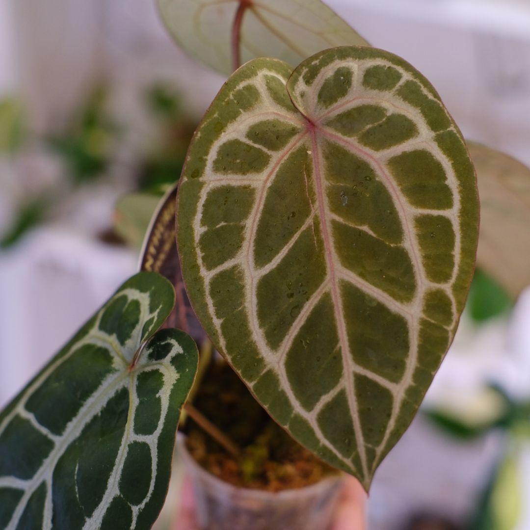 【正規タグ】Anthurium 'Michelle' /アンスリウム・ミシェル⑥