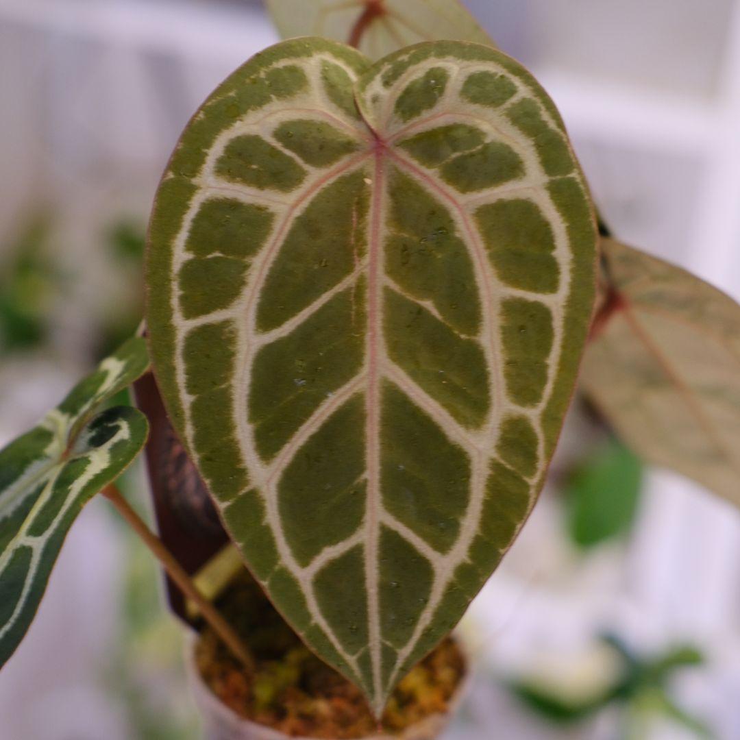 【正規タグ】Anthurium 'Michelle' /アンスリウム・ミシェル⑥