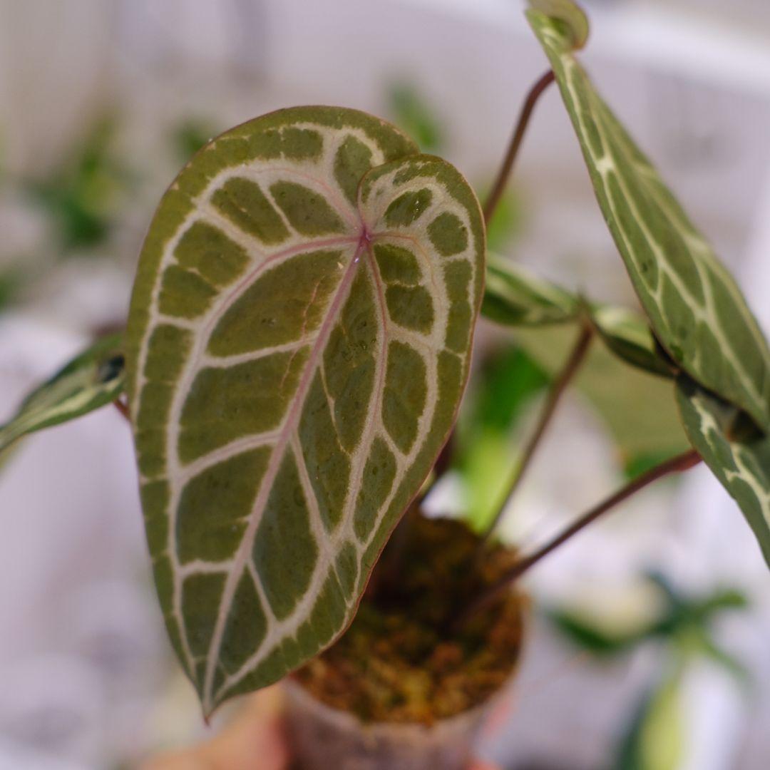 【正規タグ】Anthurium 'Michelle' /アンスリウム・ミシェル⑥