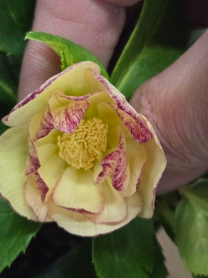 ☆クリスマスローズ☆ダブル　イルミリオン☆7号鉢☆