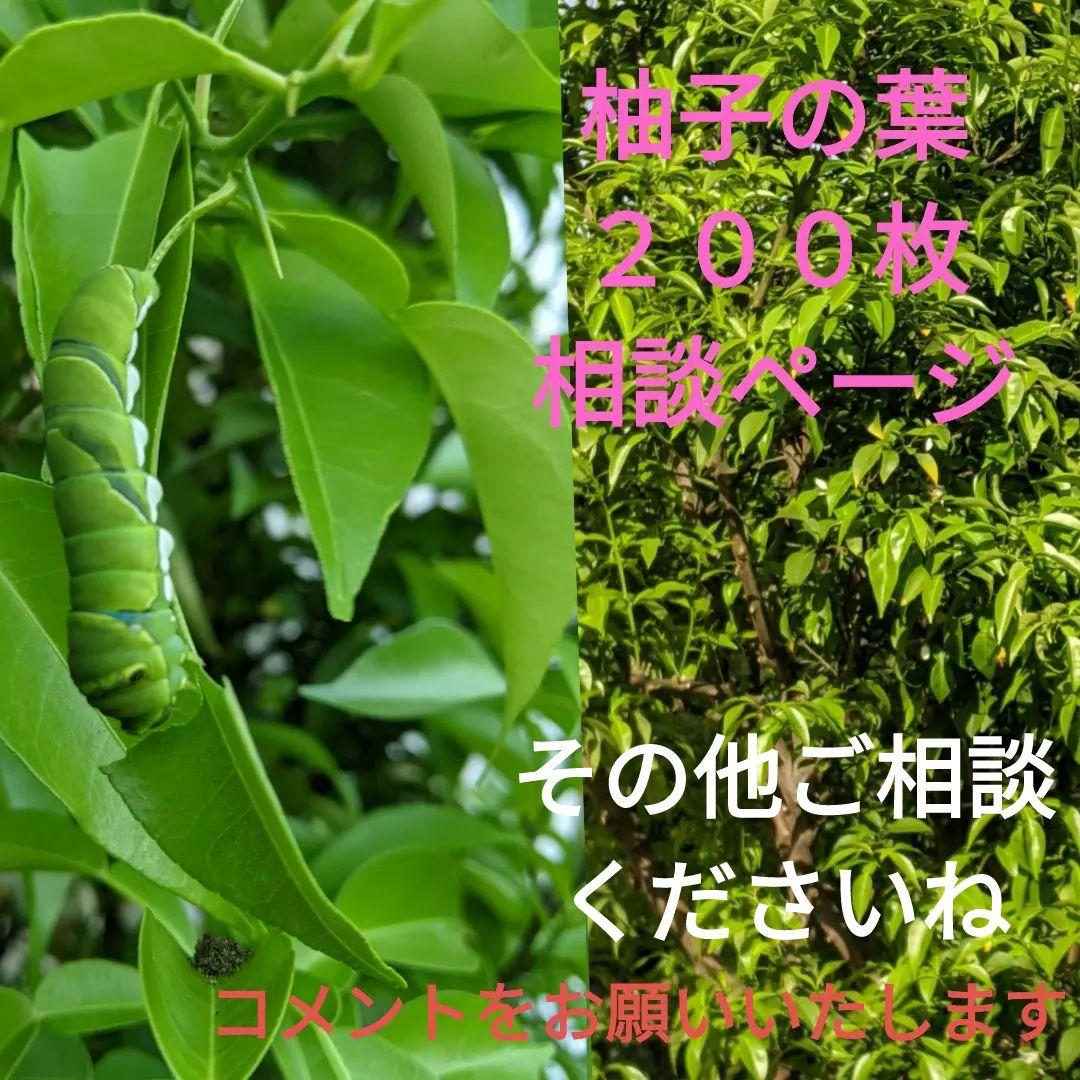 アゲハ　エサ　柚子の葉　無農薬