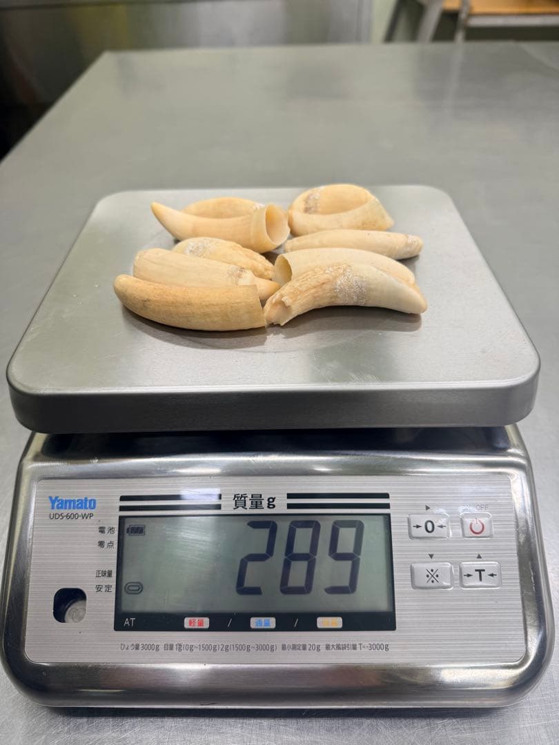 マッコウクジラの歯10個セット