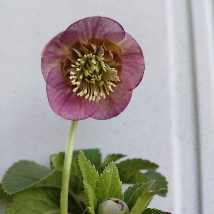 クリスマスローズセミダブル 加藤農園。開花株。登録品種。NO1