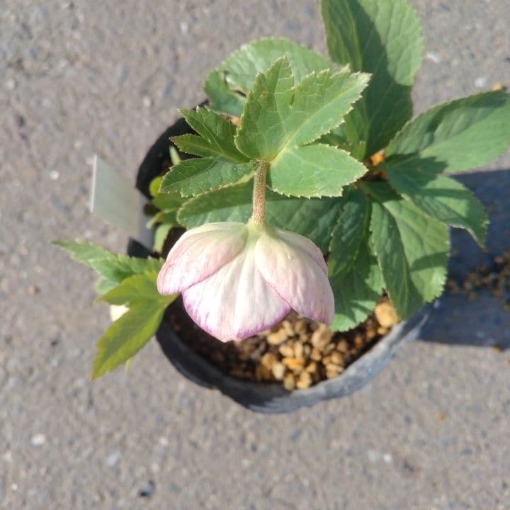 クリスマスローズセミダブル 加藤農園。開花株。登録品種。NO1