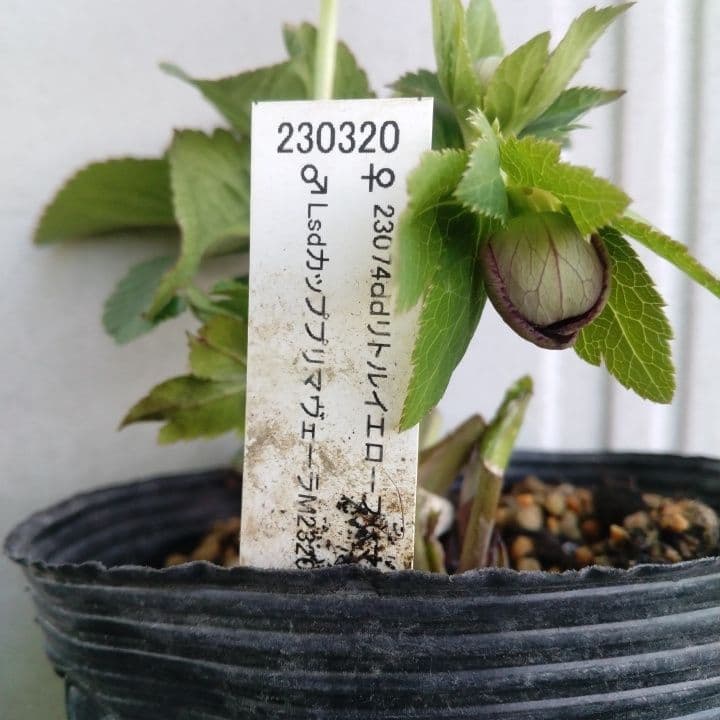 クリスマスローズセミダブル 加藤農園。開花株。登録品種。NO1