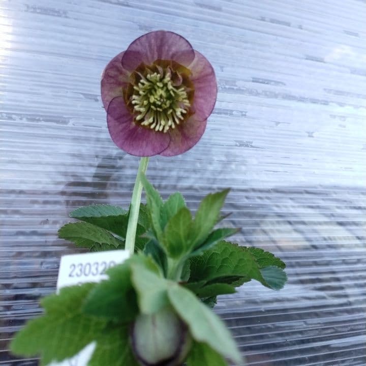 クリスマスローズセミダブル 加藤農園。開花株。登録品種。NO1