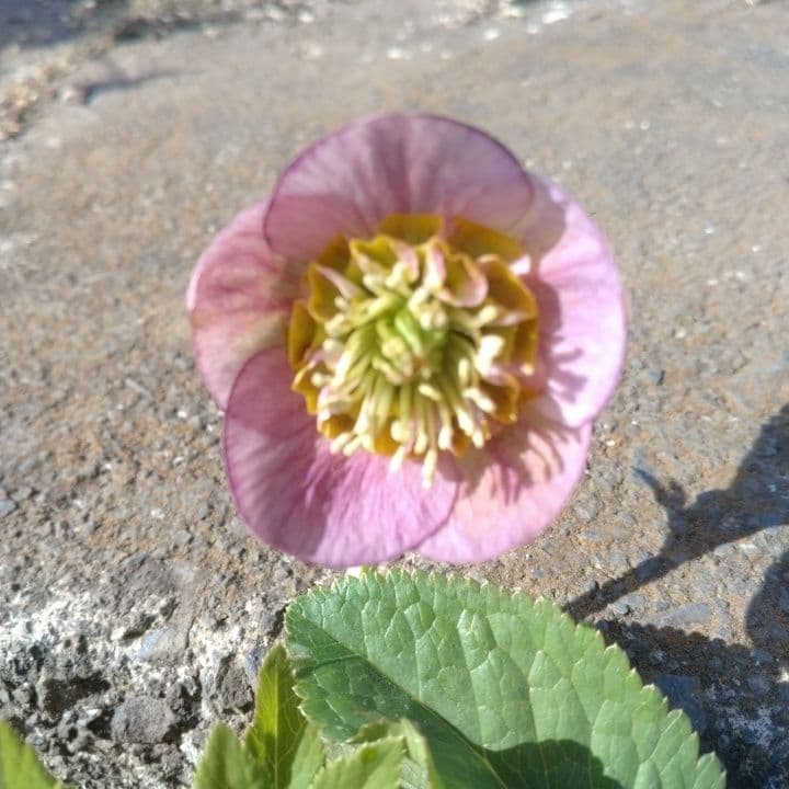 クリスマスローズセミダブル 加藤農園。開花株。登録品種。NO1