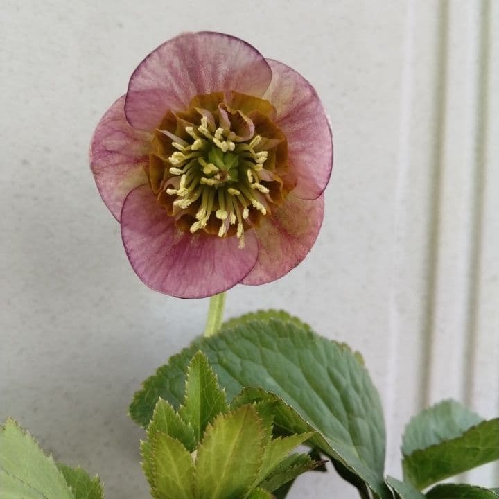 クリスマスローズセミダブル 加藤農園。開花株。登録品種。NO1