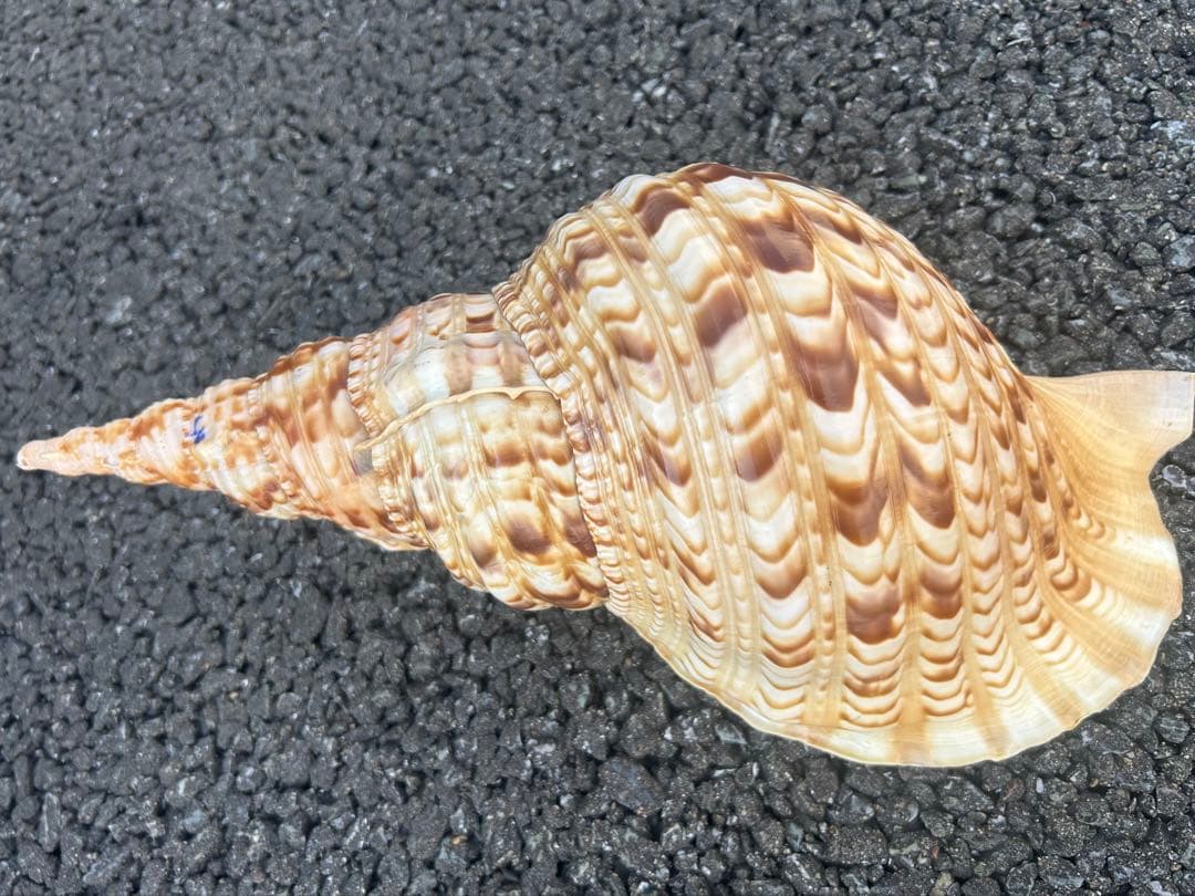 美品　法螺貝　直接37.3cm 蓋付