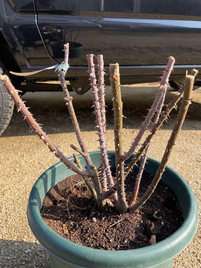 【ガートルートジェキル】イングリッシュローズ　裸苗