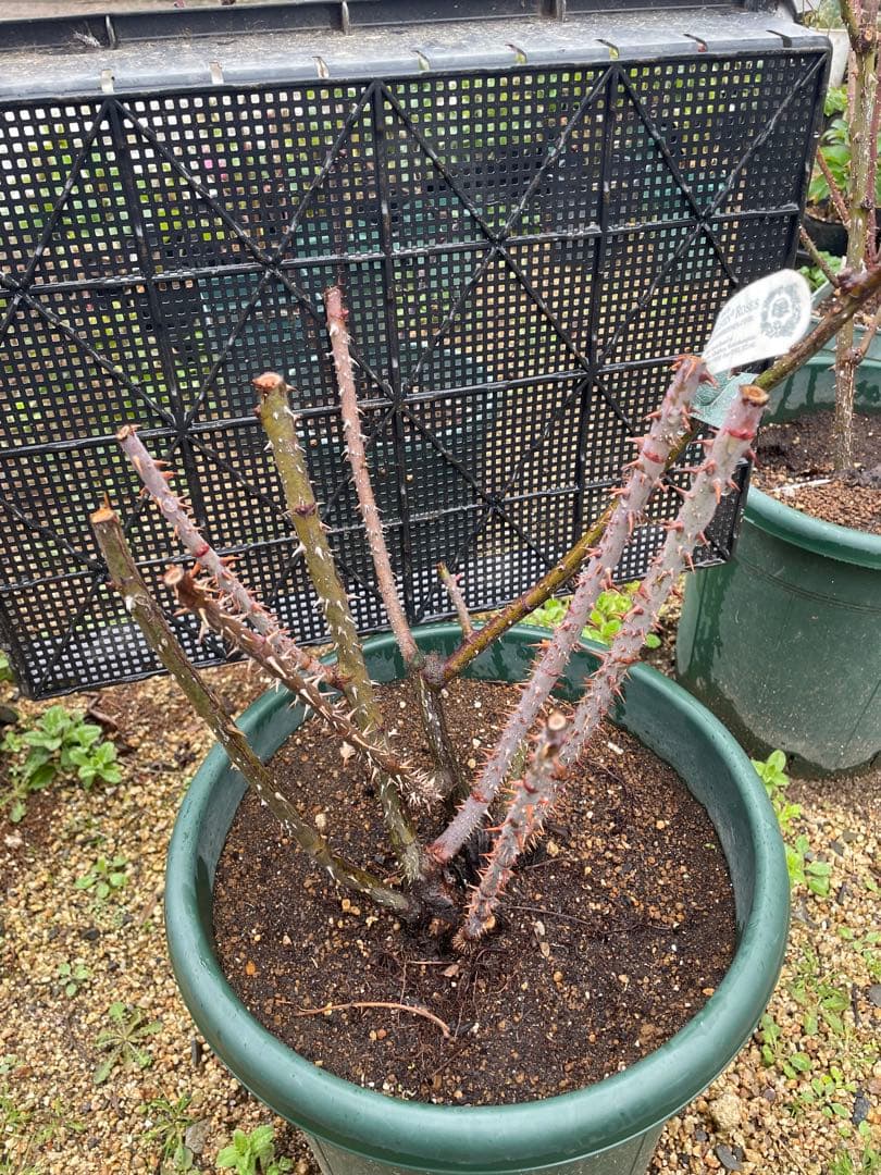 【ガートルートジェキル】イングリッシュローズ　裸苗