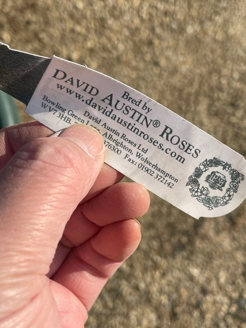 【ガートルートジェキル】イングリッシュローズ　裸苗