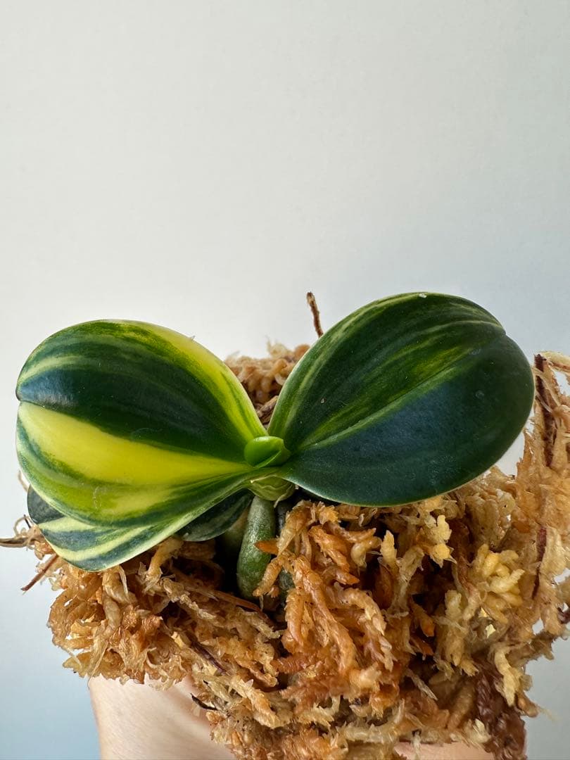 【 名護蘭 】明丸縞　358