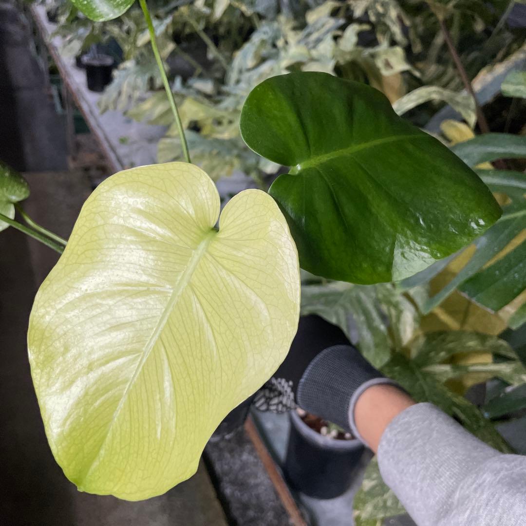 V1 モンステラ　ホワイト　モンスター　天津蘭　美斑