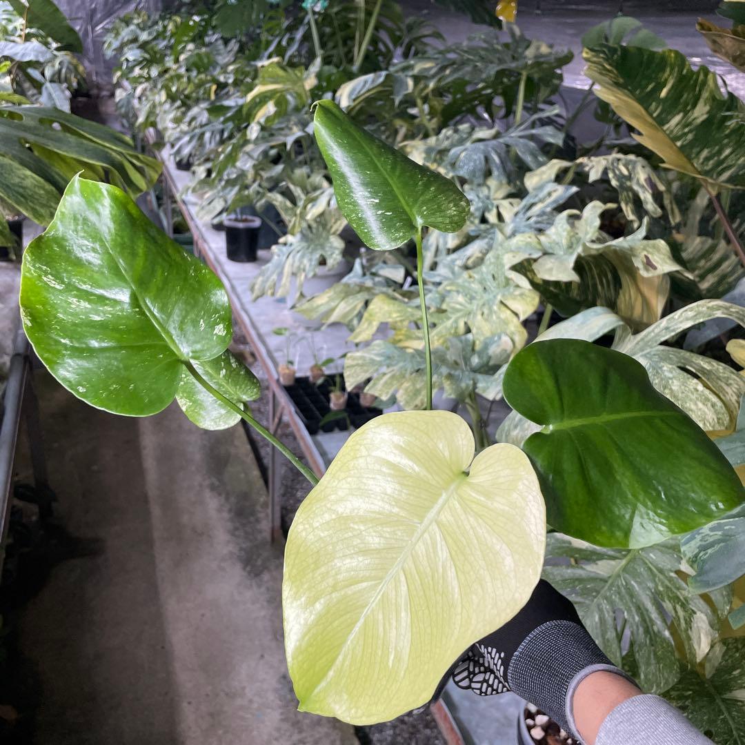 V1 モンステラ　ホワイト　モンスター　天津蘭　美斑