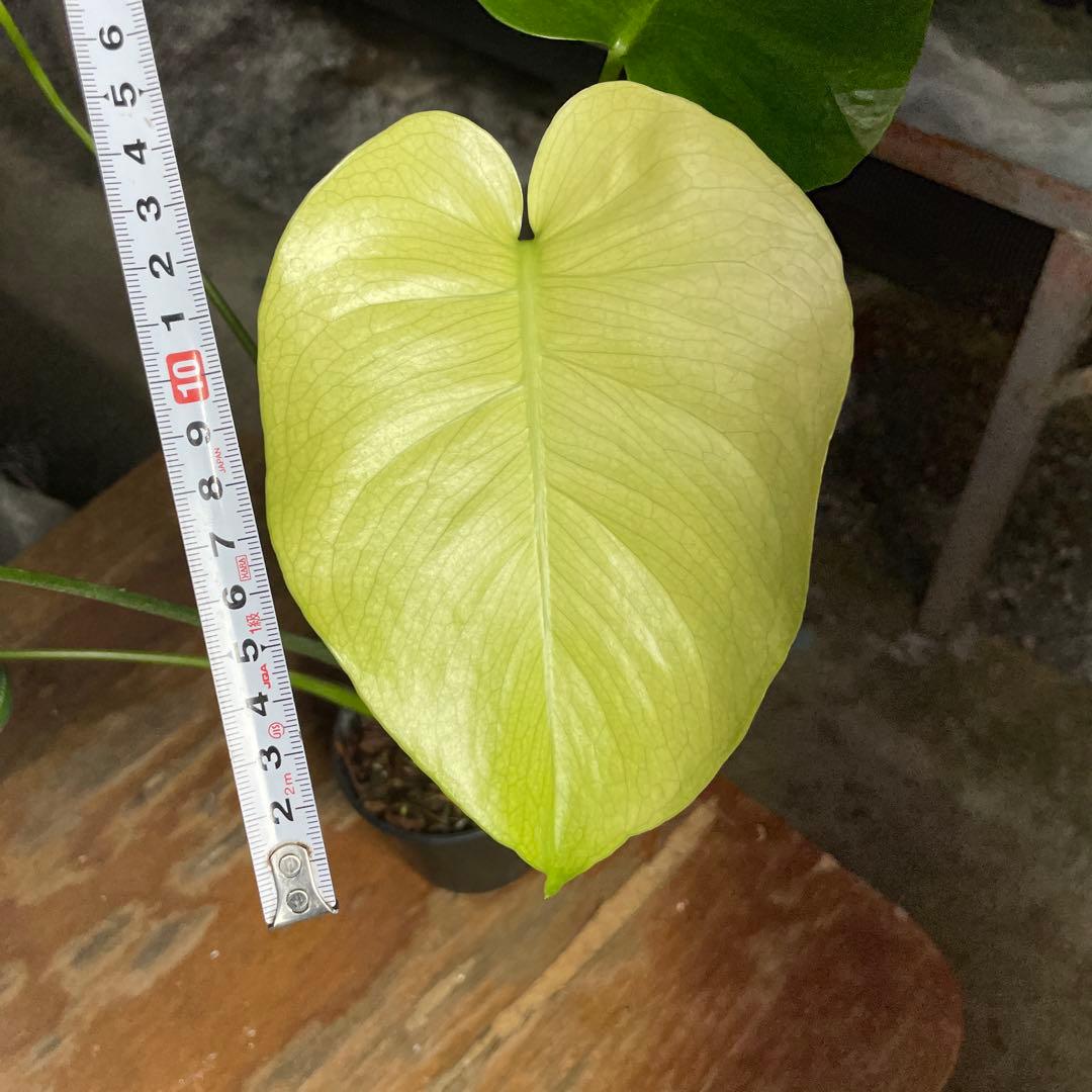 V1 モンステラ　ホワイト　モンスター　天津蘭　美斑