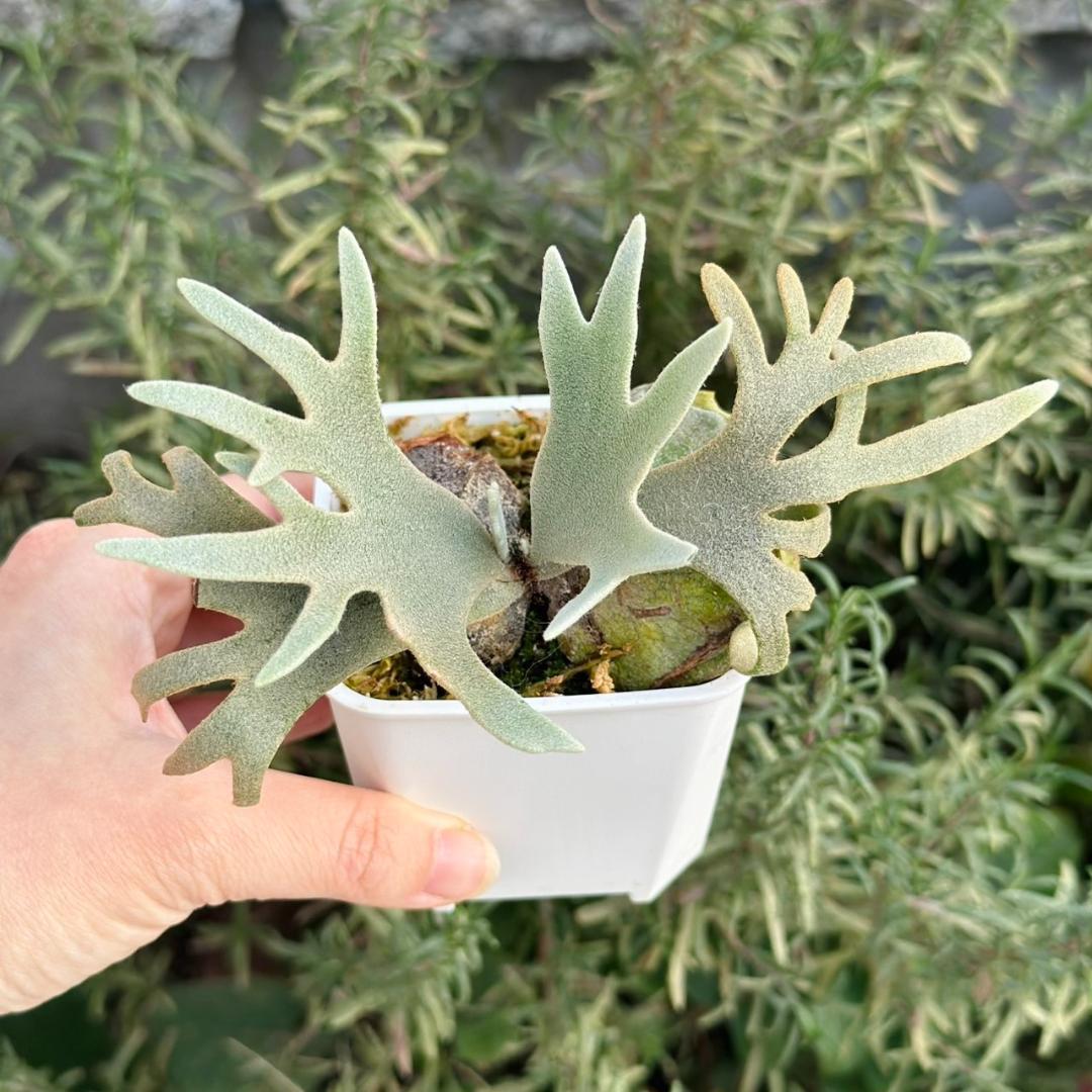 Yellow moon dwarf ’totoro’ sporeling 512