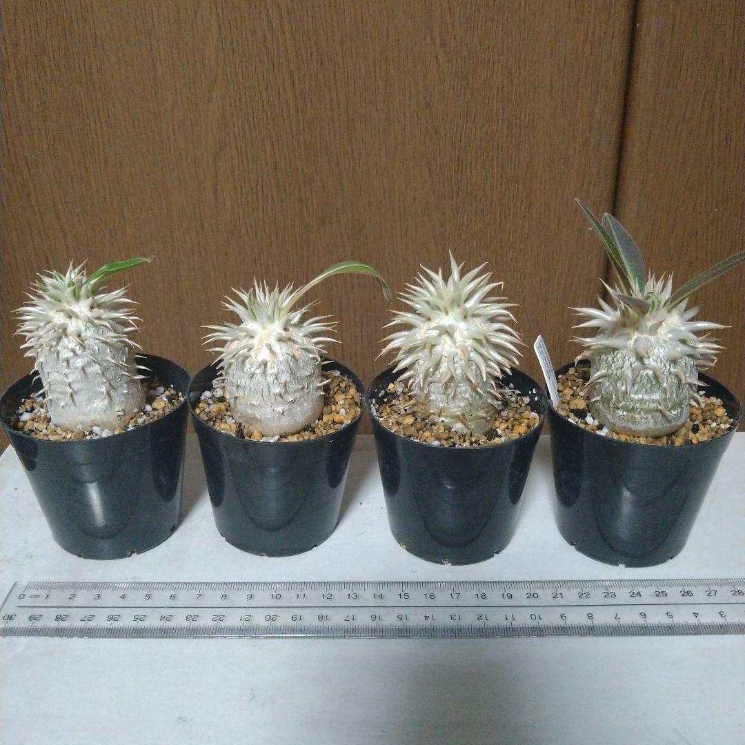 実生Pachypodium brevicaule恵比寿笑い 4本セット