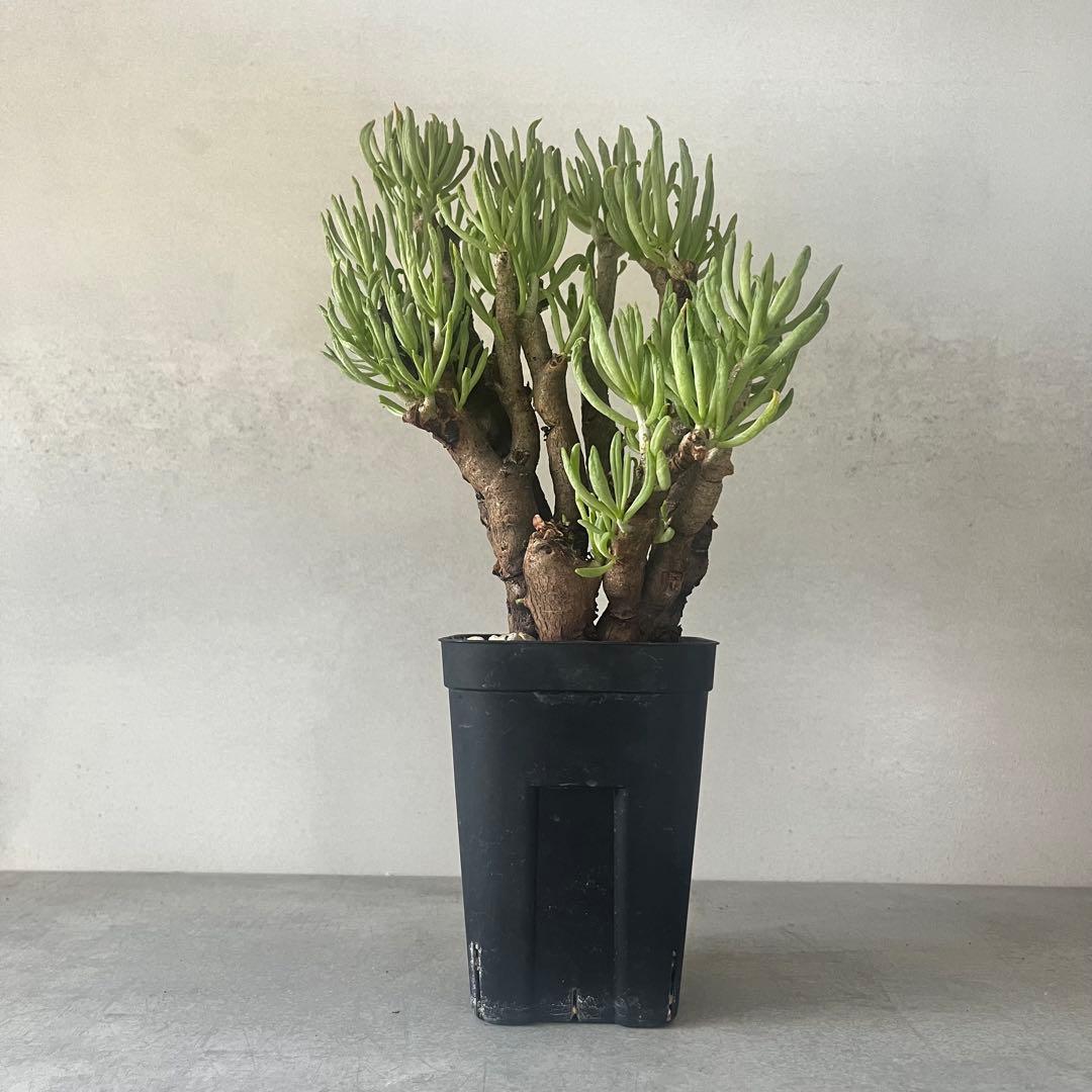 チレコドン ハリー　現地球　Tylecodon hallil