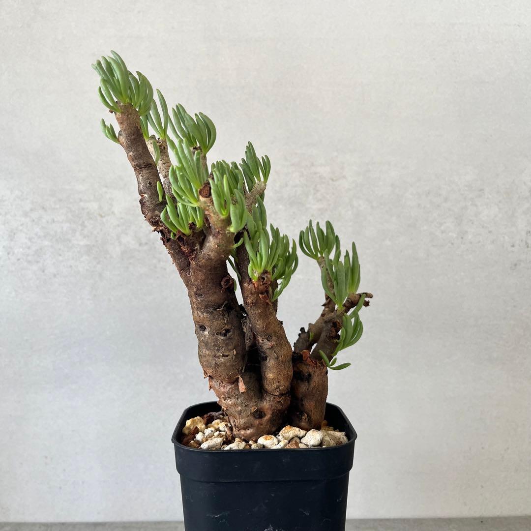 チレコドン ハリー　現地球　Tylecodon hallil