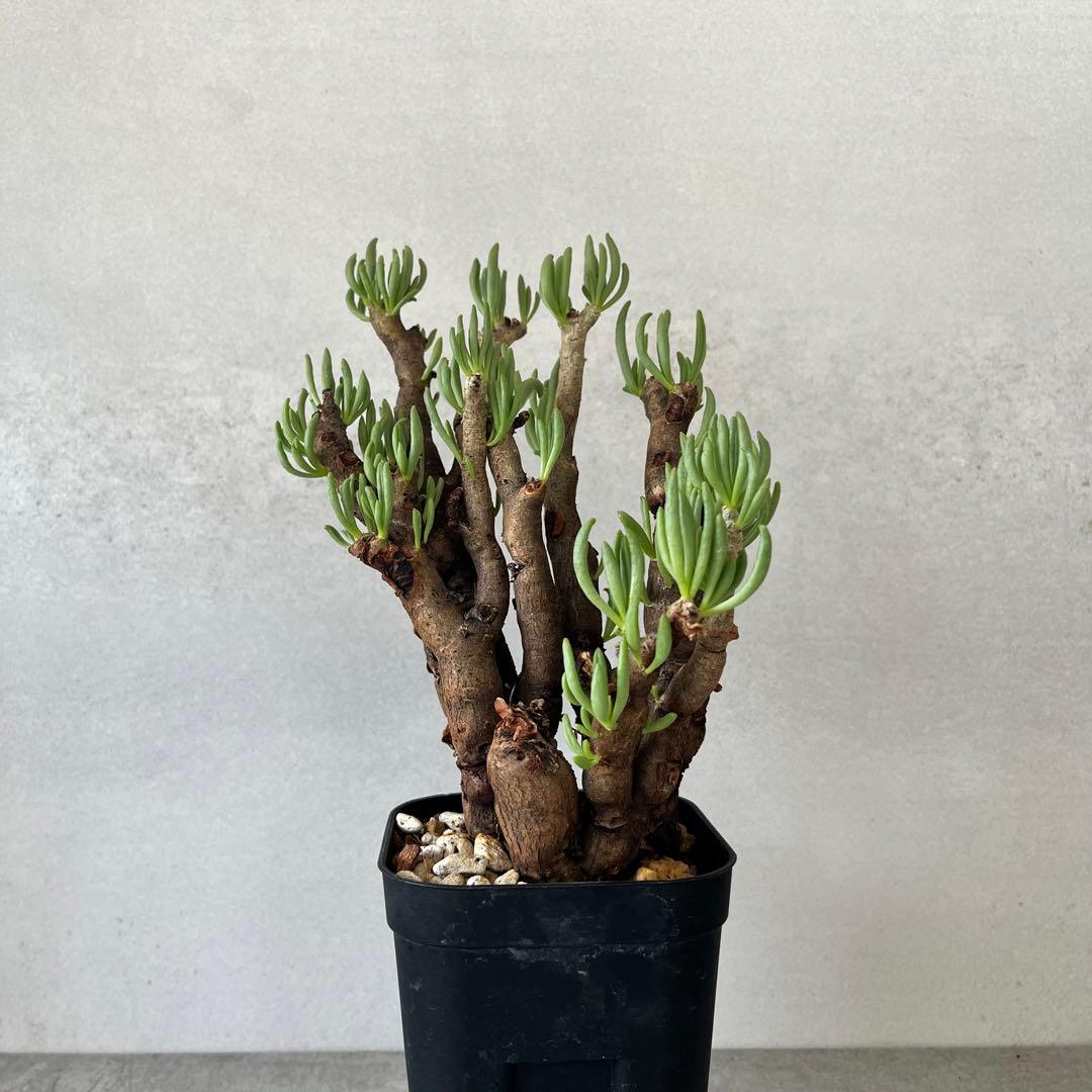 チレコドン ハリー　現地球　Tylecodon hallil