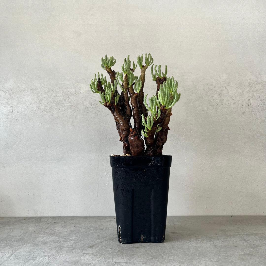 チレコドン ハリー　現地球　Tylecodon hallil