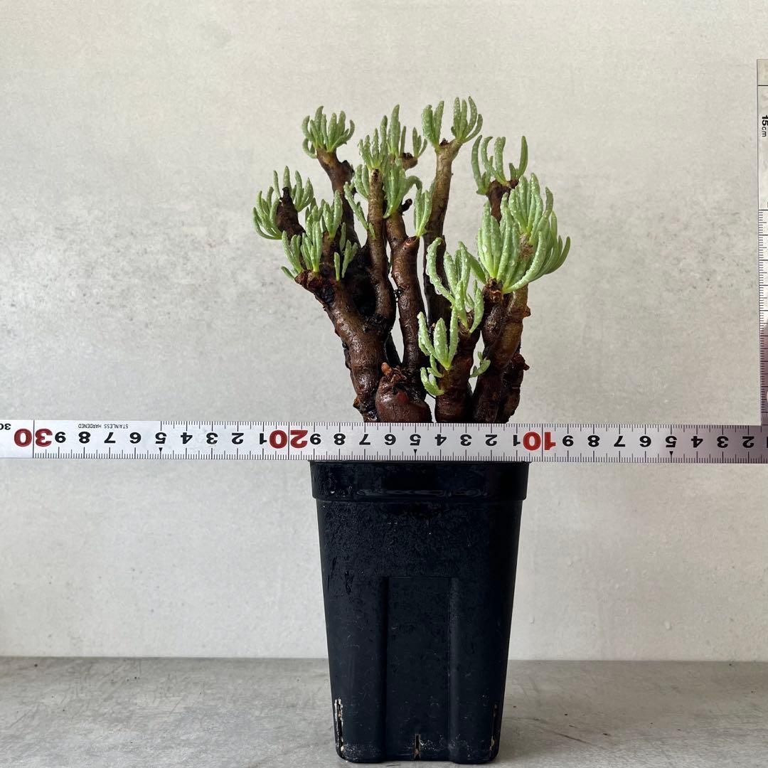 チレコドン ハリー　現地球　Tylecodon hallil