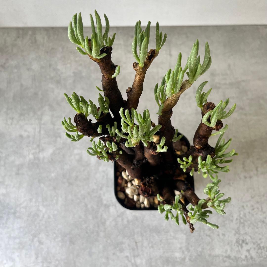 チレコドン ハリー　現地球　Tylecodon hallil