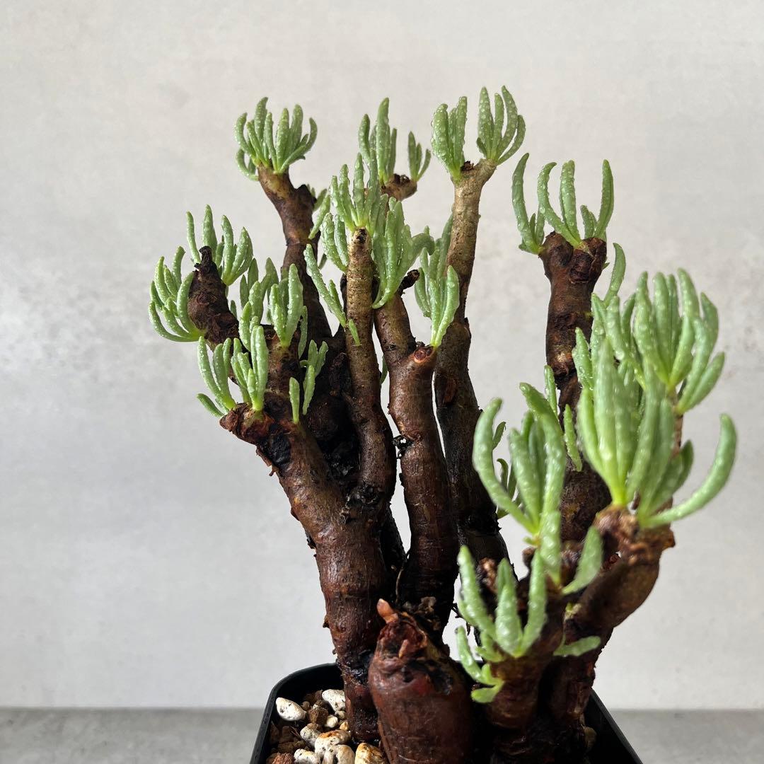 チレコドン ハリー　現地球　Tylecodon hallil