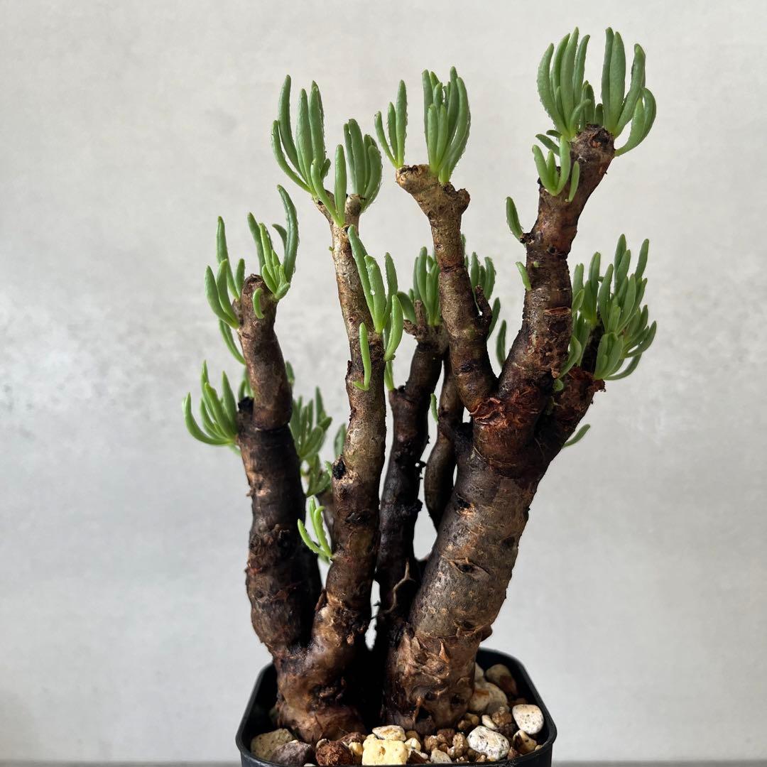 チレコドン ハリー　現地球　Tylecodon hallil