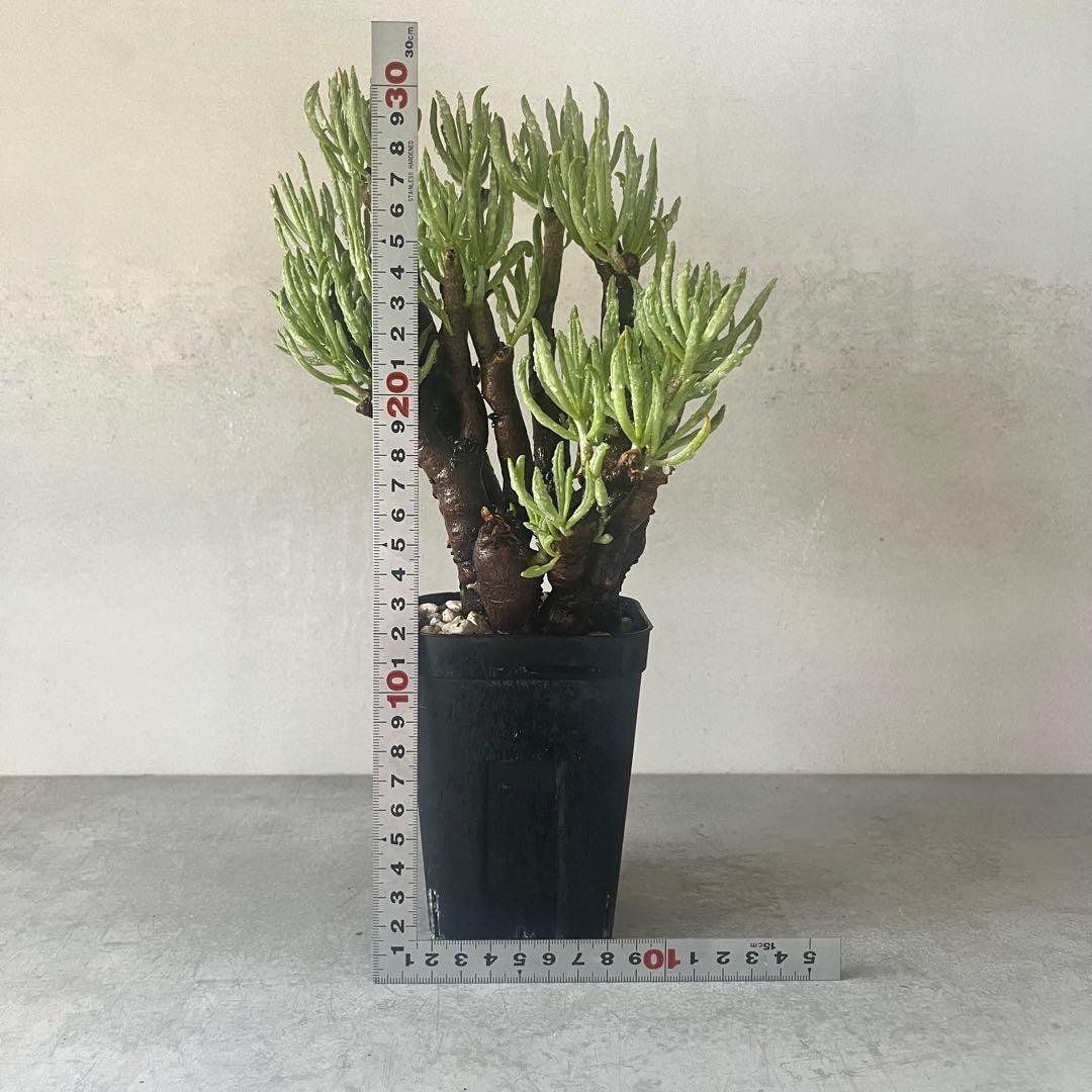 チレコドン ハリー　現地球　Tylecodon hallil