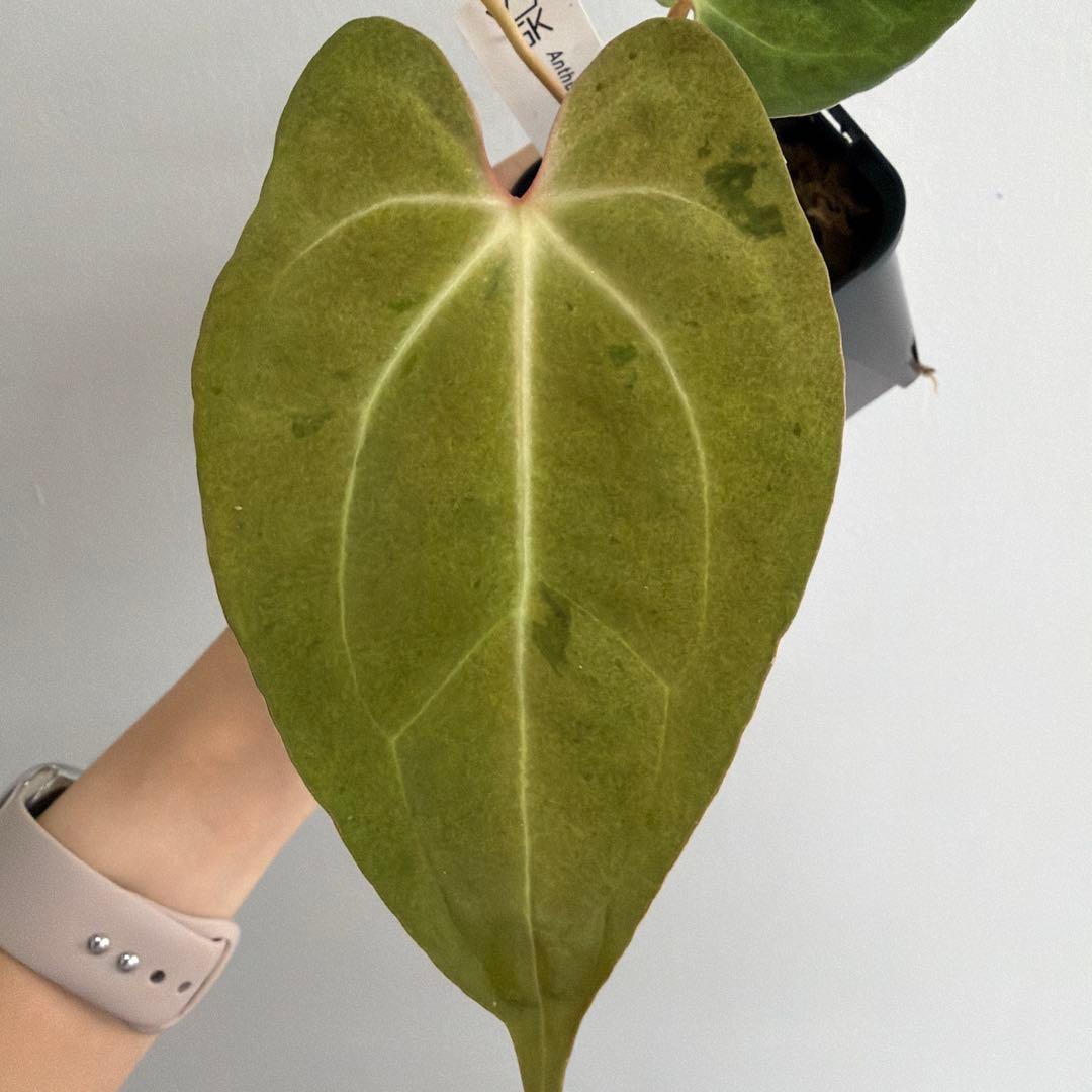 Anthurium ‘Mint King’ アンスリウムミントキング