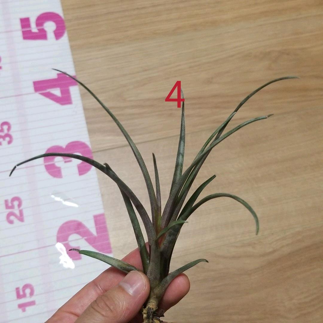 タケ様確認用
