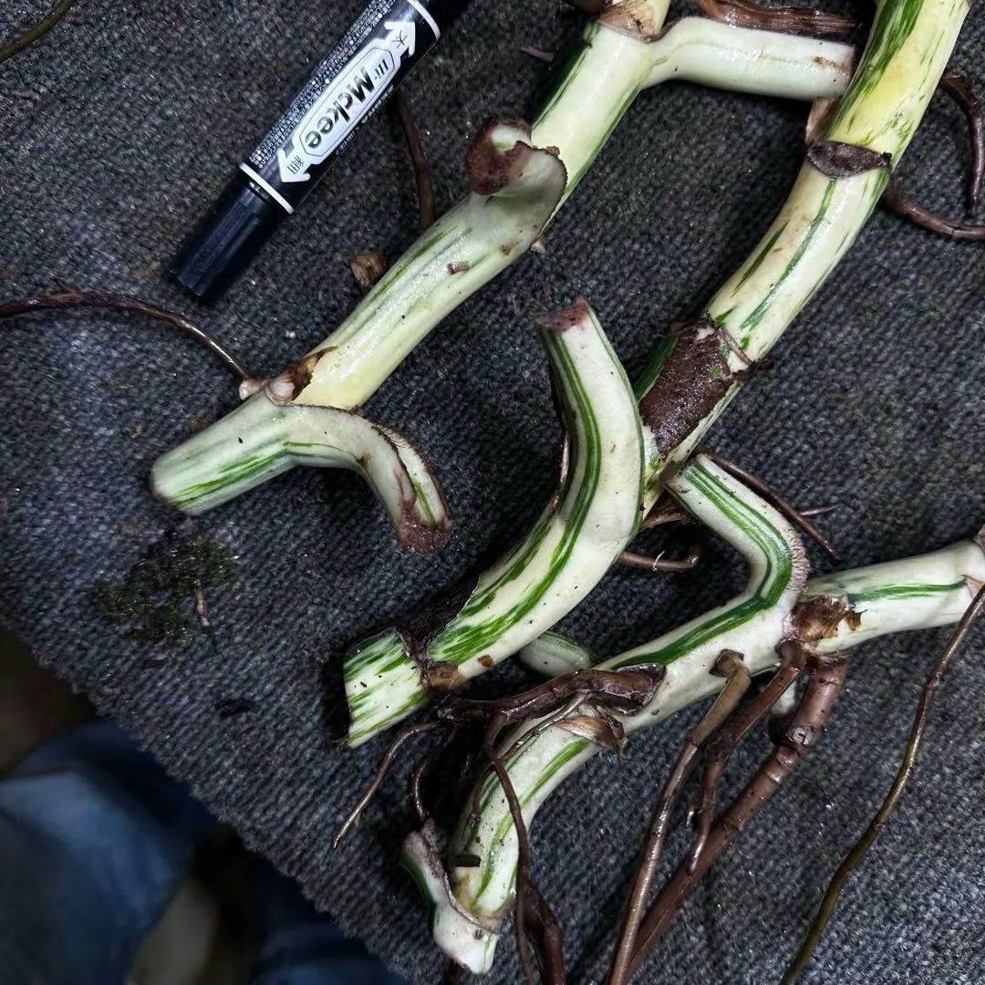 さ**様 斑入りモンステラホワイトタイガー大茎3株おまとめ