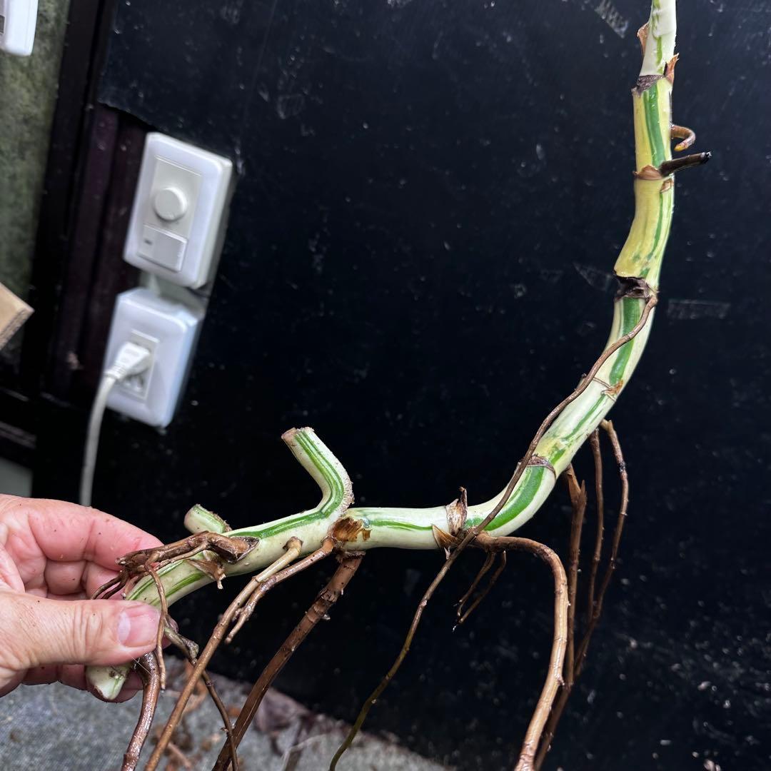 さ**様 斑入りモンステラホワイトタイガー大茎3株おまとめ