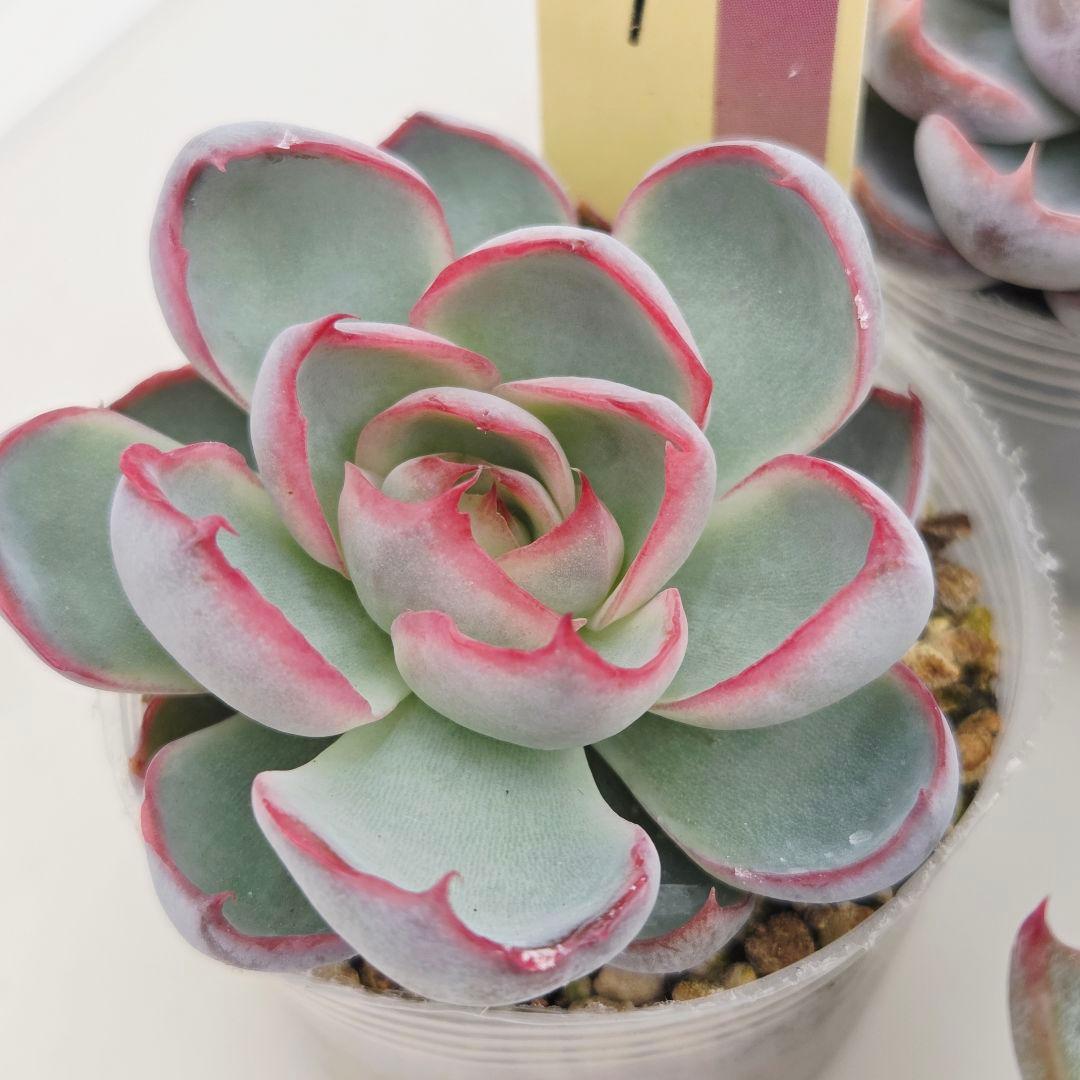 a*s様 ③大きめ苗! 青鬼❣️紅染華❣️龍鱗蓮華❣️発根済 6苗 メルカリ便送