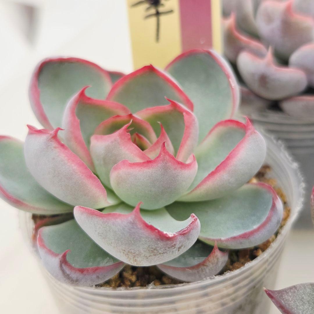 a*s様 ③大きめ苗! 青鬼❣️紅染華❣️龍鱗蓮華❣️発根済 6苗 メルカリ便送