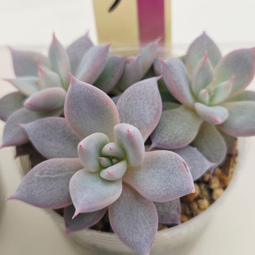 a*s様 ③大きめ苗! 青鬼❣️紅染華❣️龍鱗蓮華❣️発根済 6苗 メルカリ便送