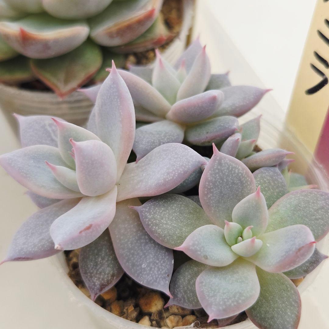 a*s様 ③大きめ苗! 青鬼❣️紅染華❣️龍鱗蓮華❣️発根済 6苗 メルカリ便送