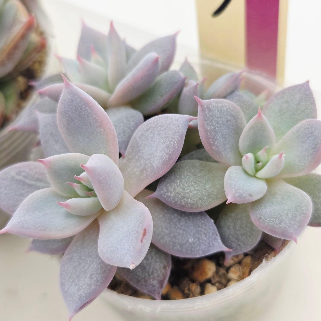 a*s様 ③大きめ苗! 青鬼❣️紅染華❣️龍鱗蓮華❣️発根済 6苗 メルカリ便送