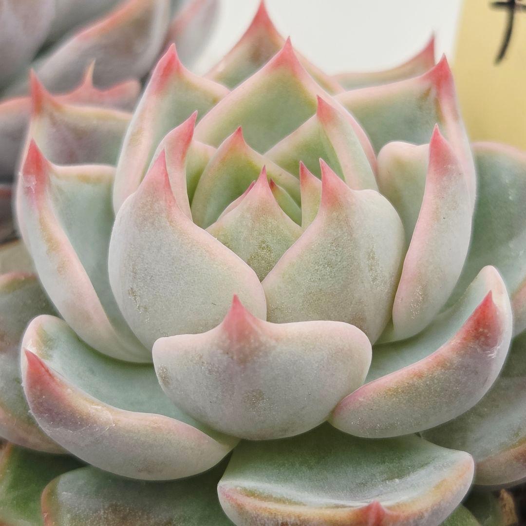 a*s様 ③大きめ苗! 青鬼❣️紅染華❣️龍鱗蓮華❣️発根済 6苗 メルカリ便送