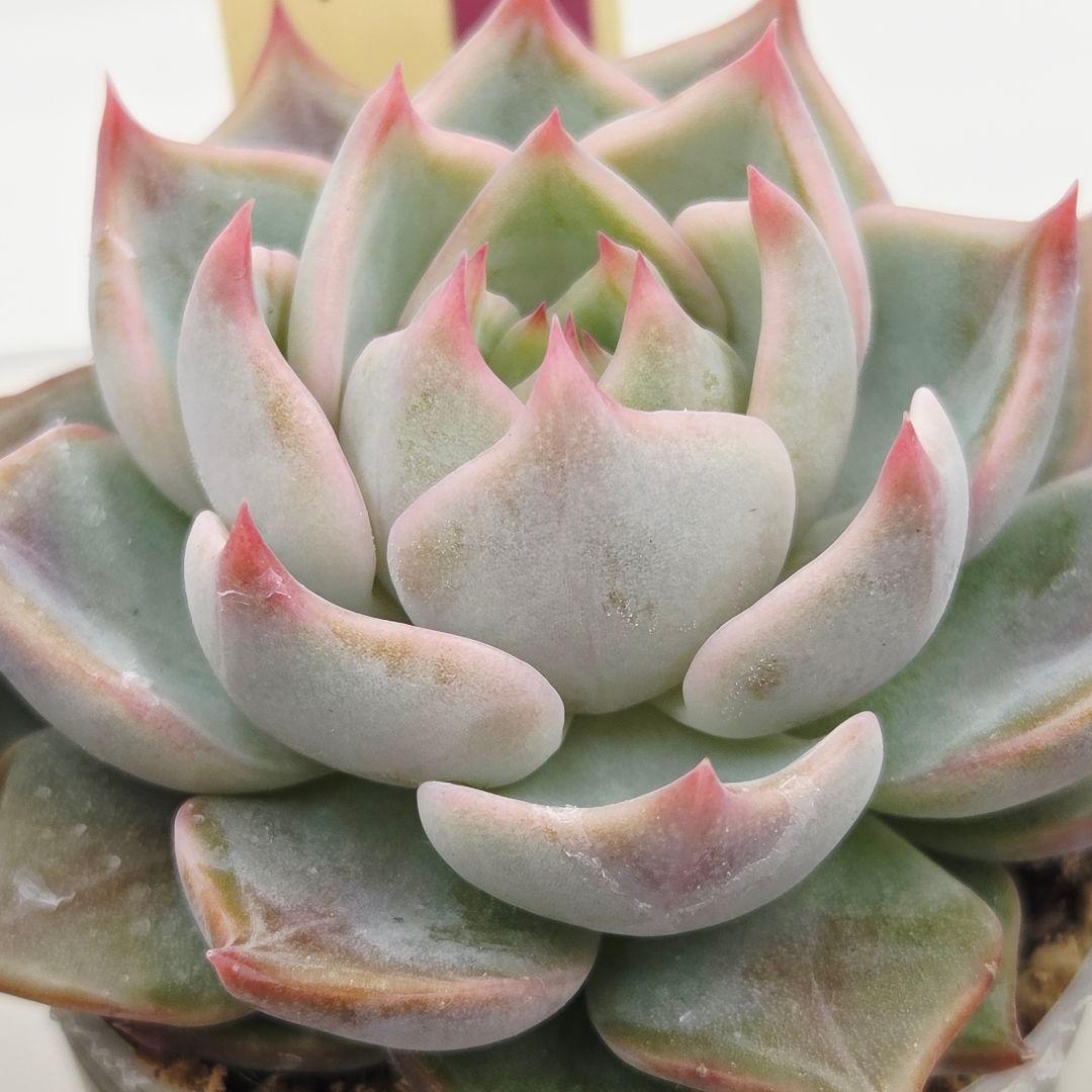 a*s様 ③大きめ苗! 青鬼❣️紅染華❣️龍鱗蓮華❣️発根済 6苗 メルカリ便送