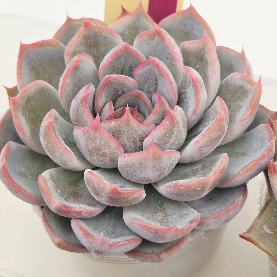 a*s様 ③大きめ苗! 青鬼❣️紅染華❣️龍鱗蓮華❣️発根済 6苗 メルカリ便送