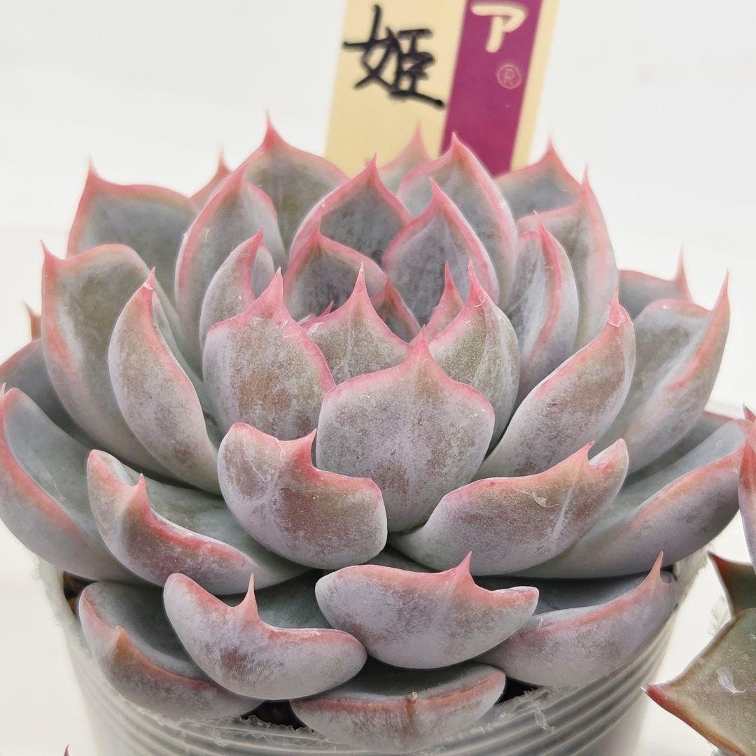 a*s様 ③大きめ苗! 青鬼❣️紅染華❣️龍鱗蓮華❣️発根済 6苗 メルカリ便送