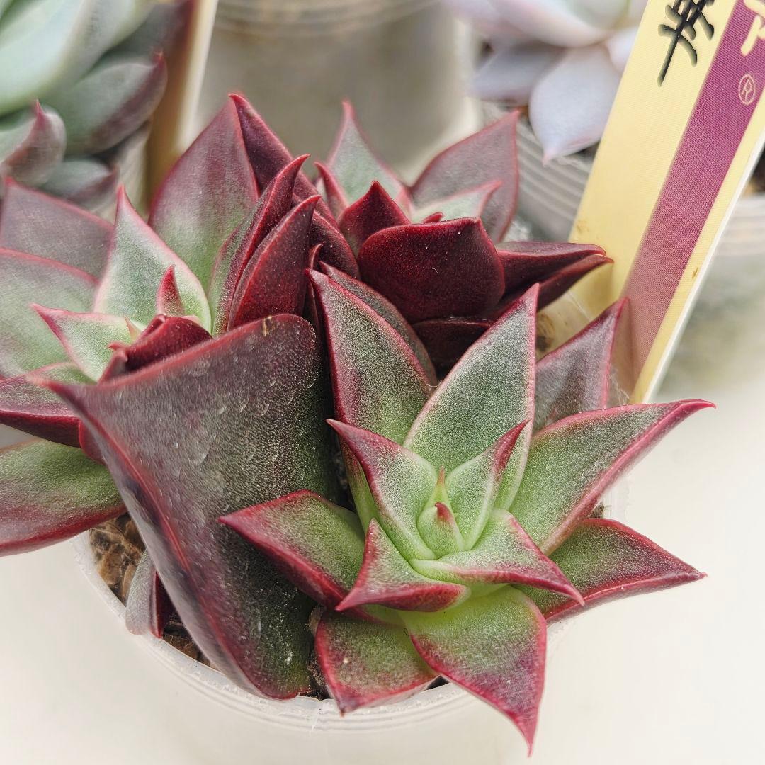 a*s様 ③大きめ苗! 青鬼❣️紅染華❣️龍鱗蓮華❣️発根済 6苗 メルカリ便送