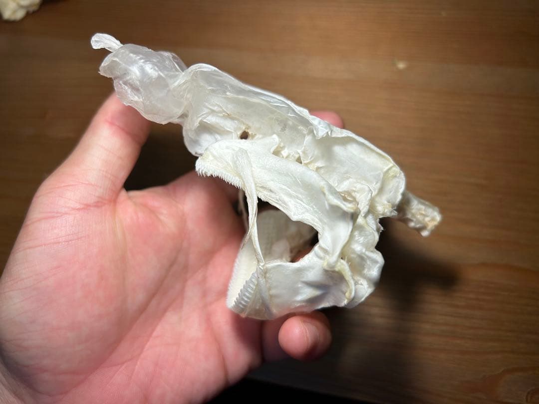 ユメザメの頭骨標本(サメ骨格)